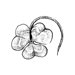 300x300 Hand Drawn Of Three Leaf Clovers On White Background Drawing