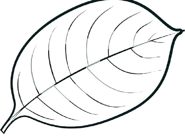 640x480 Clover Coloring Pages Four Leaf Clover Coloring