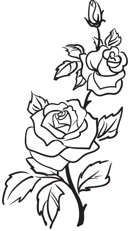 3 Roses Drawing
