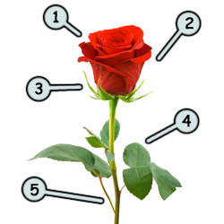 250x250 How To Draw A Rose