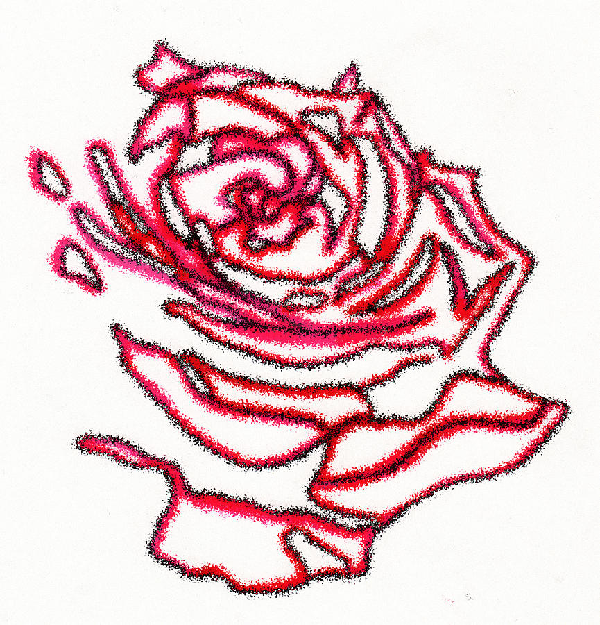 865x900 Rose Drawing