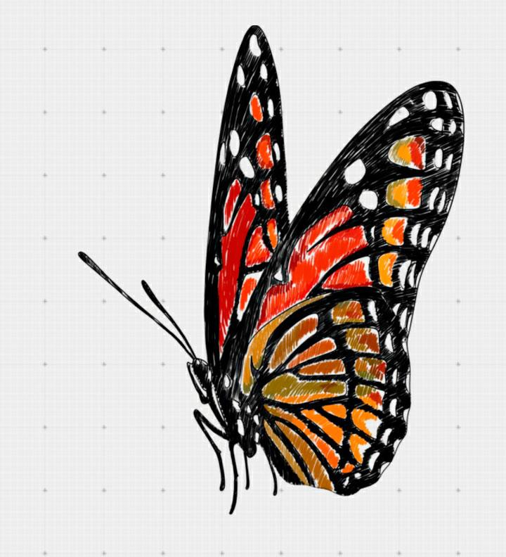 720x792 How To Draw A Butterfly In On Paper Step