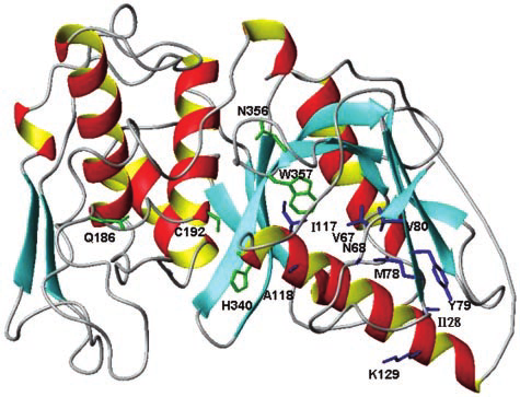 475x363 Ribbon Drawing Of The Three Dimensional Structure Of Pro Spe B