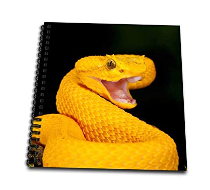 425x386 Rose Db Eyelash Viper Snake