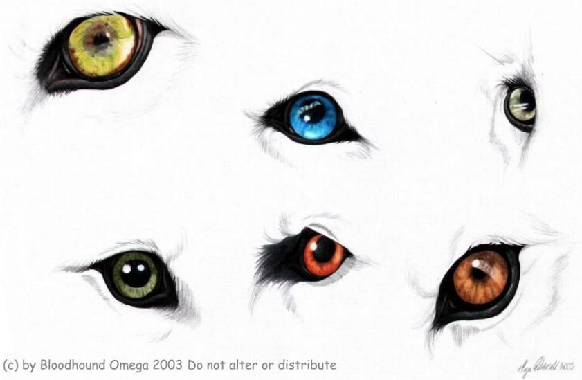 841x549 Wolf Eyes Images Wolf Eyes Study