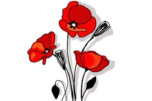 300x200 How To Draw A Poppy