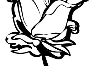 300x210 Full Hd Rose Line Drawing Photo Love Rose Drawing