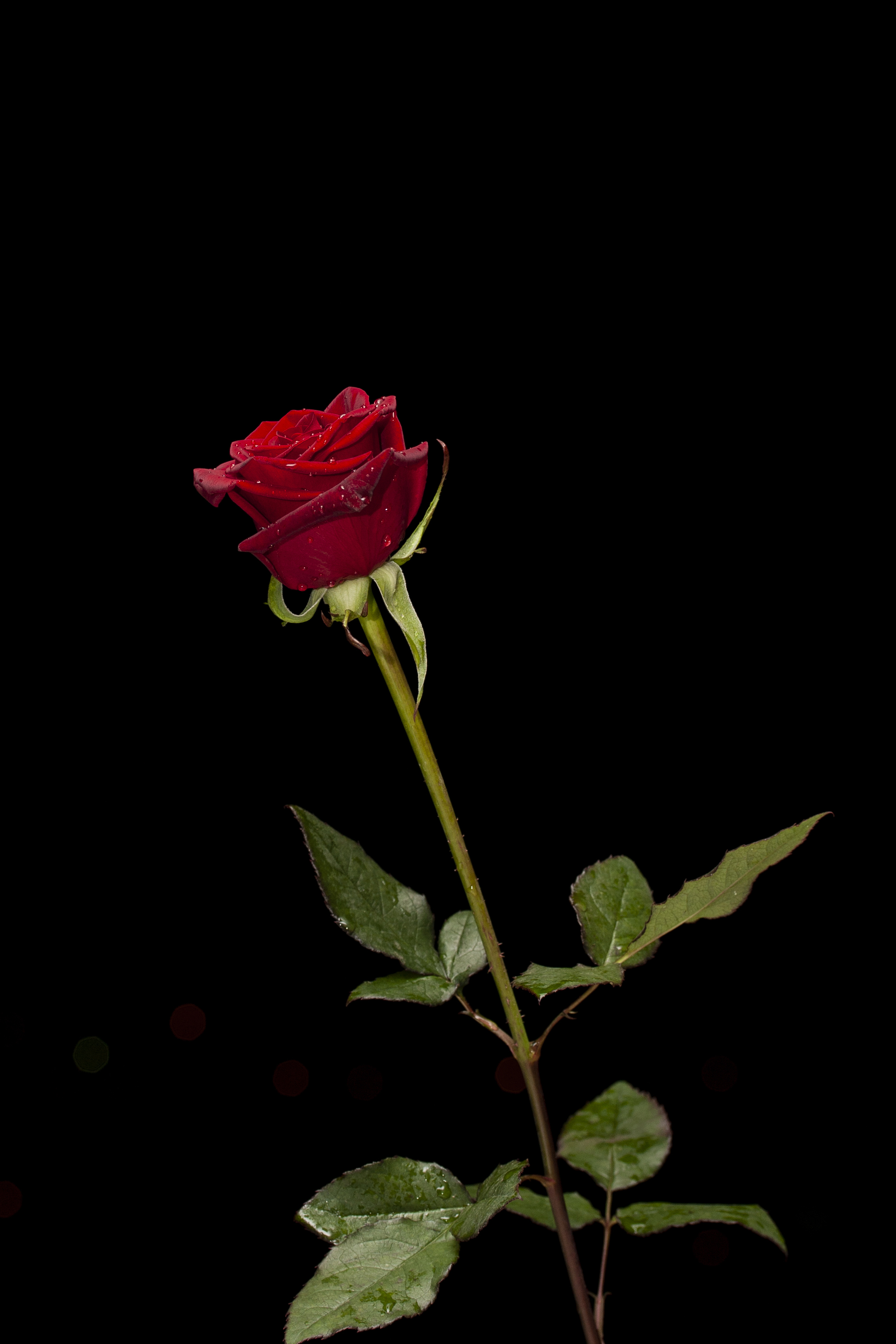 2124x3186 Red Roses Pexels Free Stock Photos