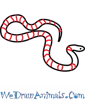 300x350 How To Draw An Indian Krait