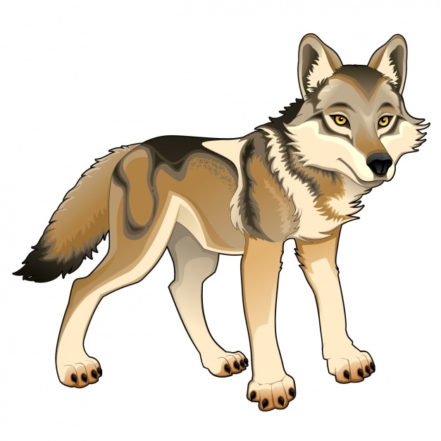 626x626 Wolf Vectors, Photos And Free Download
