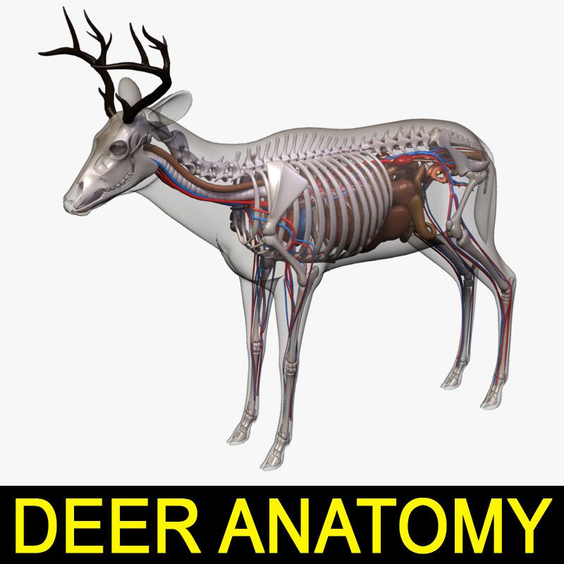 800x800 Deer Anatomy Animals Animal Drawings, Deer, Wolf