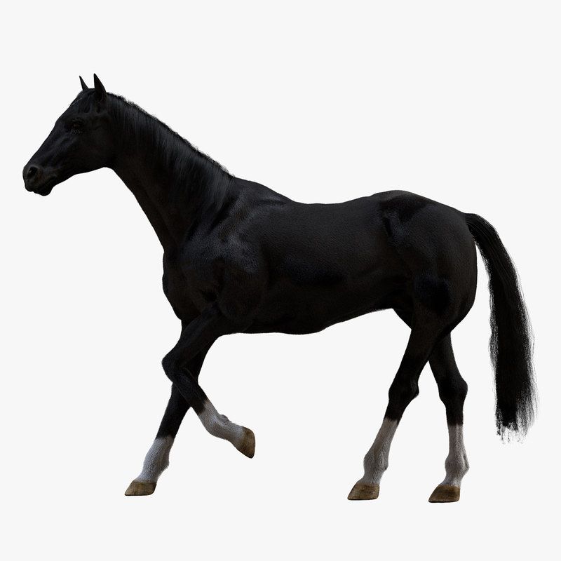 800x800 Horse Rigged Animals In Horses, Rigs, Wolf