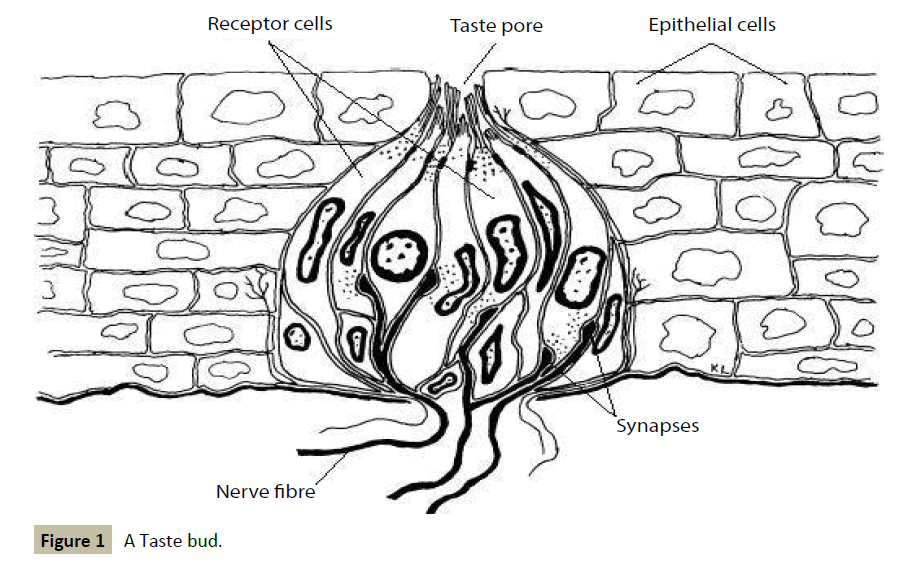 916x562 Taste Masking A Unique Approach For Bitter Drugs Insight
