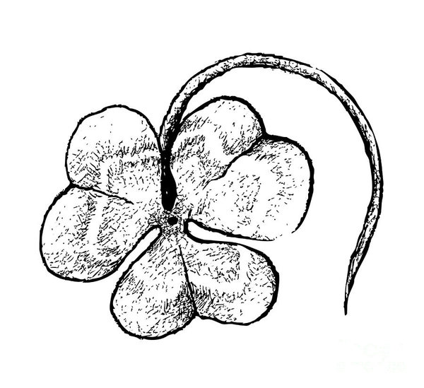 600x549 Four Leaf Clover Drawings Pixels