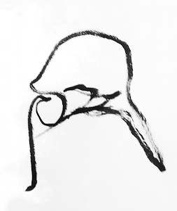 253x300 Drawing Livia