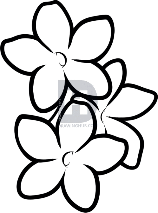 536x720 How To Draw A Stephanotis, Step