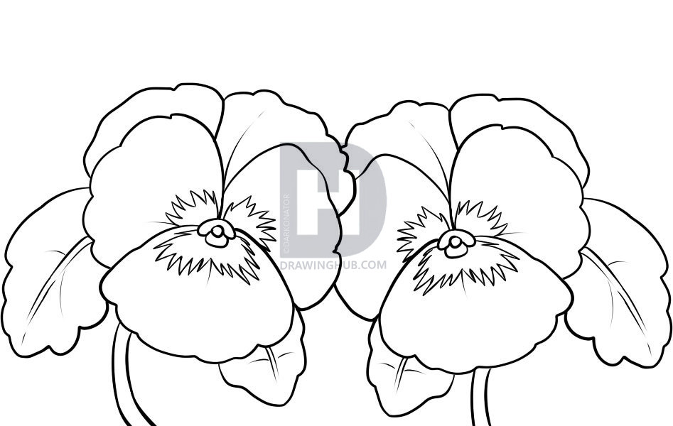 947x600 How To Draw Pansies, Step