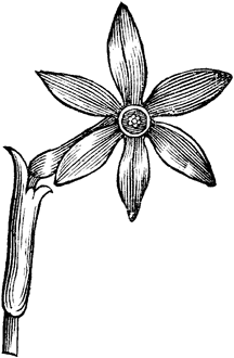 216x330 Sketches Of Flowers Draw With Feeling To Create A Stunning Display