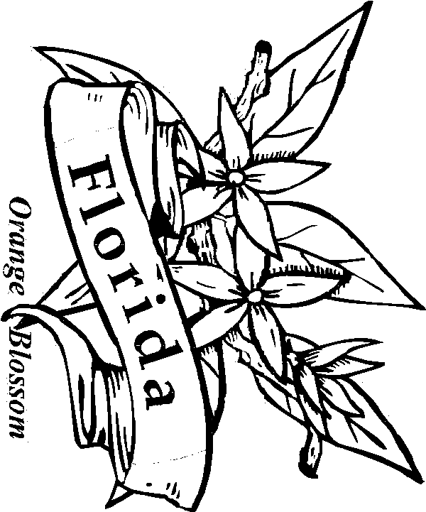 600x721 golden poppy coloring page ausmalbild kalifornischer mohn