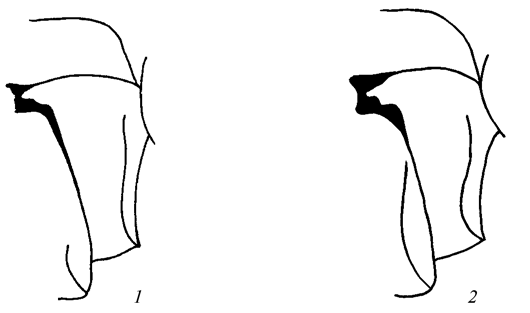 530x313 Morphological Characters Of Anomaloninae