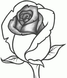 260x302 How To Draw A Rose Bud, Rose Bud, Step