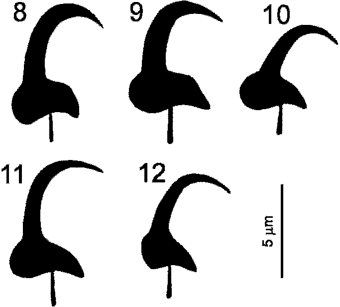 683x616 Marginal Hook Sickles Gyrodactylus Rivularae N Sp
