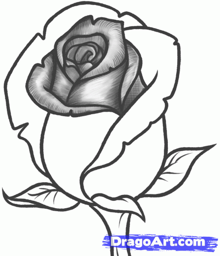 447x520 Step How To Draw A Rose Bud, Rose Bud Art! Drawings, Art