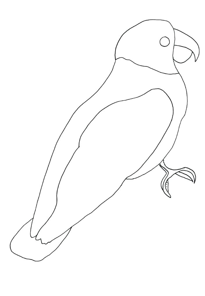 705x1017 Easy To Draw Parrot How To Draw A Parrot Parrots How To Draw