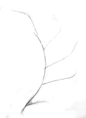 300x412 How To Draw A Beautiful Flower