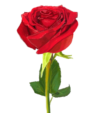 349x456 How To Draw A Rose Drawing A Rose With Pencil In Stages