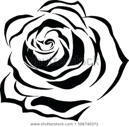 450x445 Picture Of A Drawn Rose Easy Rose Drawing How To Draw Pictures