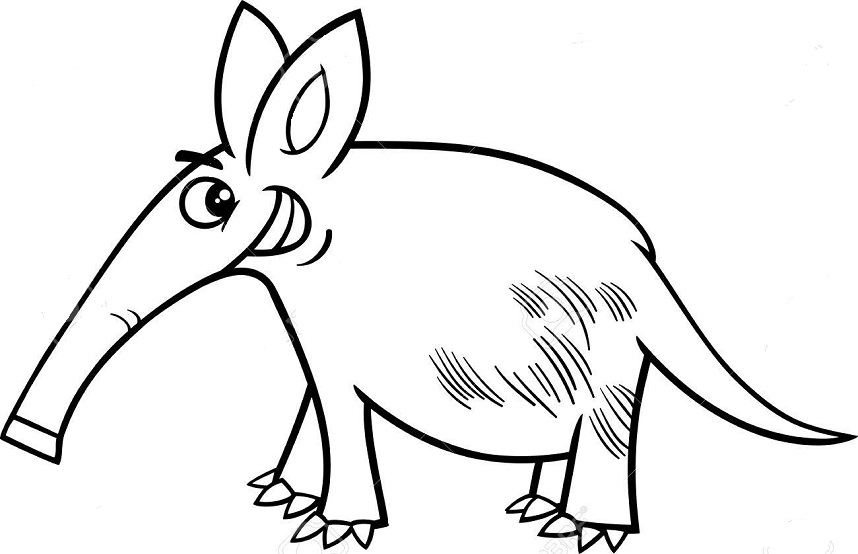 858x554 Free Aardvark Coloring