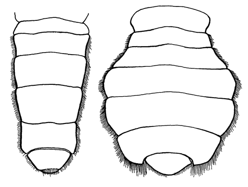 500x377 fiddler crab morphology abdomen