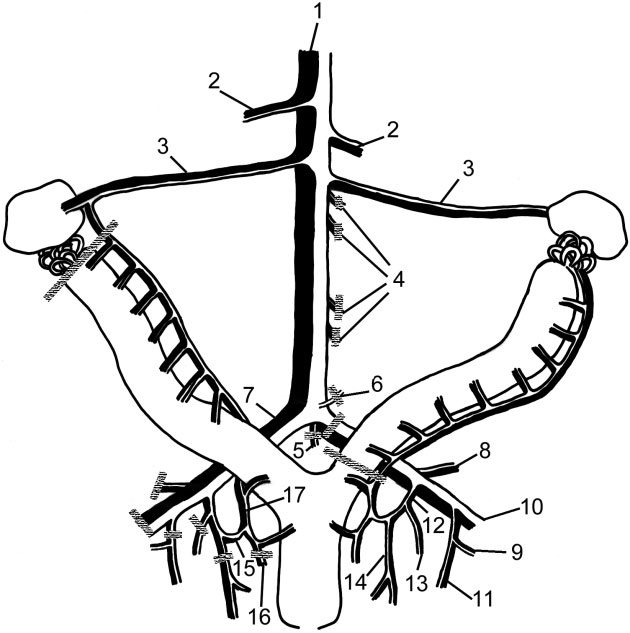 630x633 schematic drawing of vascular anatomy of the abdomen