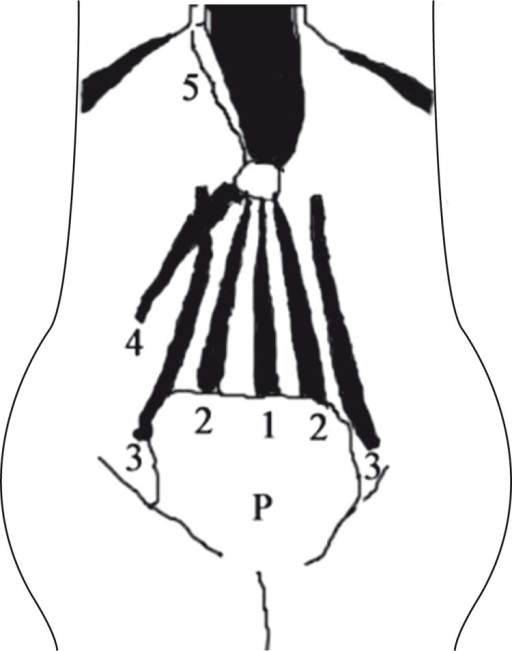 512x651 the arrangement of the epiperitoneal fat which separate open i
