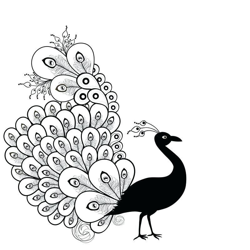 800x800 Outline Drawing Of Peacock