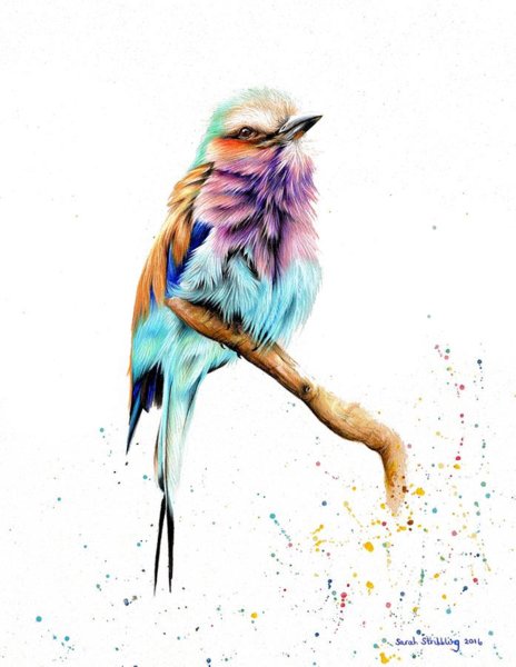 464x600 Abstract Bird Drawings