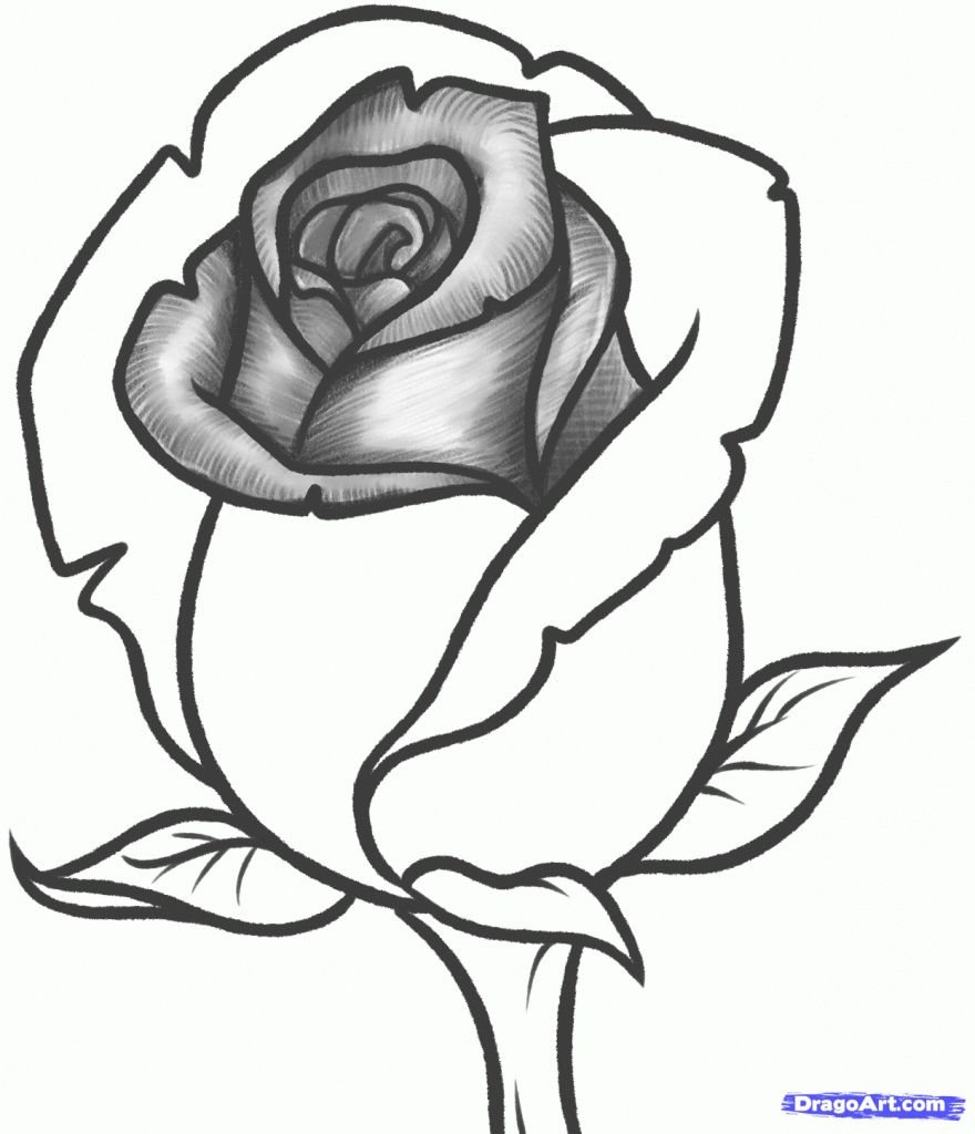 880x1024 Rose Drawing Abstract For Free Download