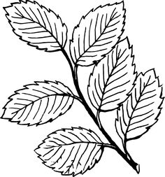 Acacia Tree Drawing