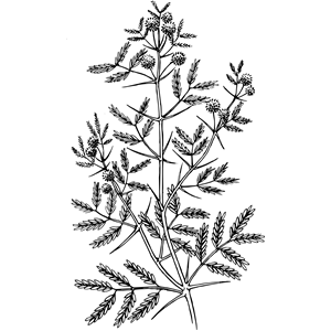 300x300 Acacia Clipart, Cliparts Of Acacia Free Download