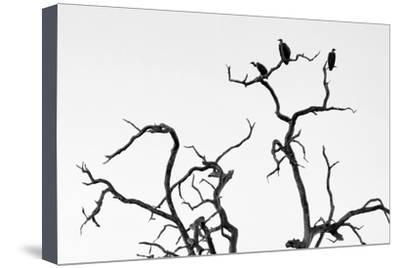 400x268 Awesome South Africa Collection Bampw