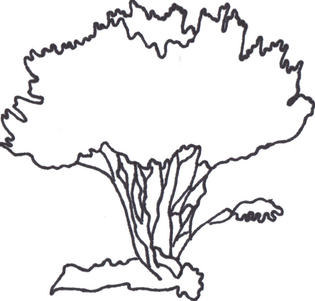 1013x970 Bush Drawing Wattle For Free Download