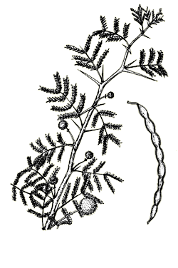 Acacia Tree Drawing | Free download on ClipArtMag