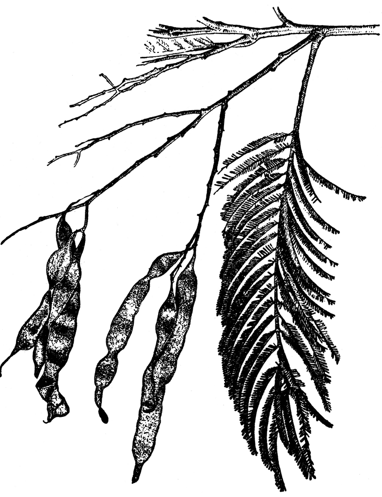 788x1024 Silver Wattle Clipart Etc