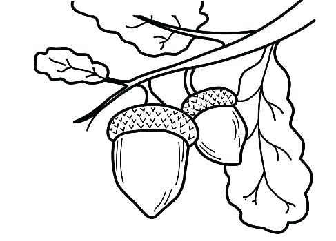Acorn Line Drawing | Free download on ClipArtMag