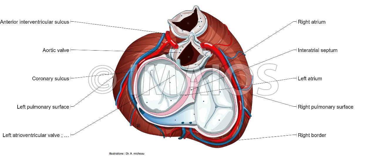 1250x534 Heart Illustrated Anatomy