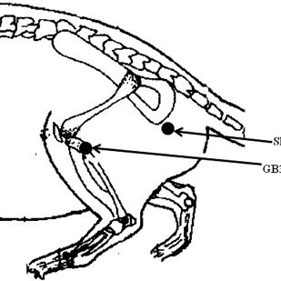 309x309 and sham point for acupuncture download