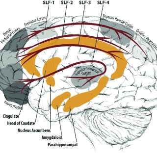 320x320 Brain Circuitry Associated With Adhd Download Scientific Diagram