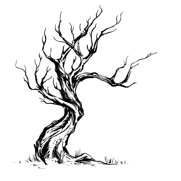 612x612 Tree Drawing For Kids