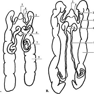 313x313 schematic drawings of the reproductive system